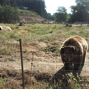 Olympic Game Farm - Grizzly Bear Exhibit #3 (minimal fencing)