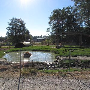 Olympic Game Farm - Grizzly Bear Exhibit #4 (minimal fencing)
