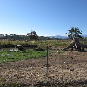 Olympic Game Farm - Grizzly Bear Exhibit #4 (minimal fencing)