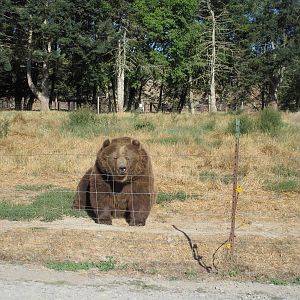 Olympic Game Farm - Grizzly Bear Exhibit #3 (minimal fencing)