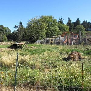 Olympic Game Farm - Grizzly Bear Exhibit #5 (minimal fencing)