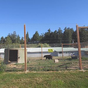 Olympic Game Farm - American Black Bear Exhibit