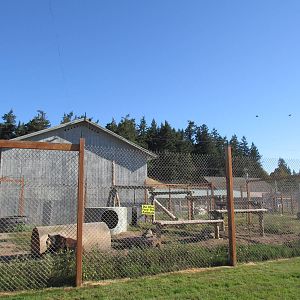 Olympic Game Farm - American Black Bear/Grey Wolf Exhibit