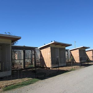 Olympic Game Farm - Predator Row