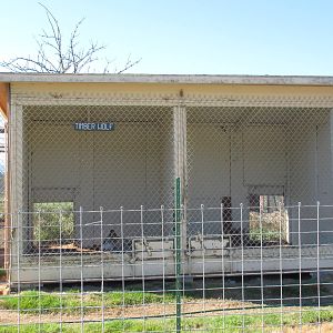 Olympic Game Farm - Grey Wolf Exhibit (one of many for wolves)