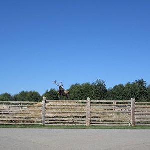 Olympic Game Farm - Bull Elk Exhibit (elk on grassy hill)
