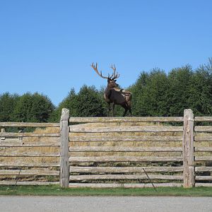 Olympic Game Farm - Bull Elk Exhibit (elk on grassy hill)