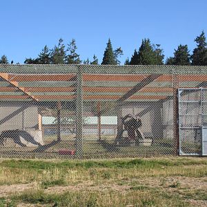 Olympic Game Farm - Grizzly Bear Exhibit #6