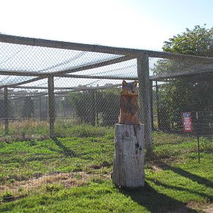 Olympic Game Farm - Grey Wolf Exhibit (one of many for wolves)