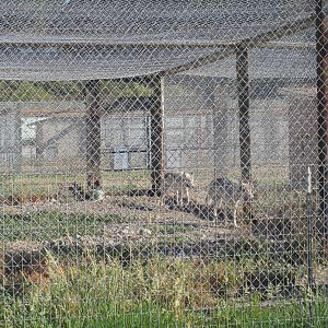 Olympic Game Farm - Grey Wolf Exhibit
