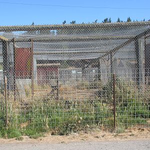 Olympic Game Farm - Bobcat Exhibit