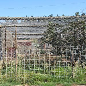 Olympic Game Farm - Cougar Exhibit