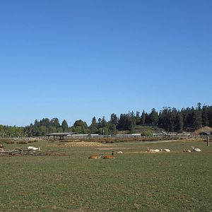 Olympic Game Farm - Fallow Deer/Elk Exhibit