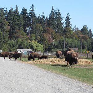 Olympic Game Farm - American Bison Exhibit (a total herd of approx. 30)