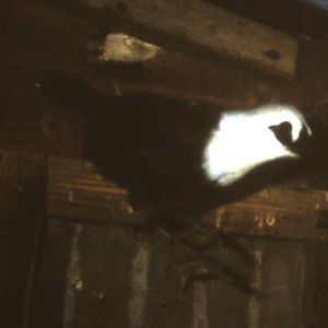 Black-and-white laughing thrush