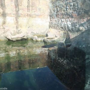 Saltwater Crocodile Enclosure
