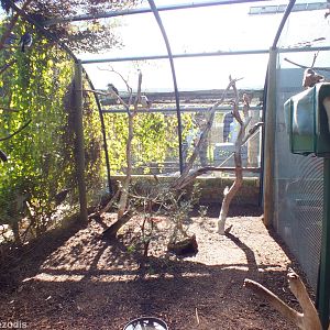 First Section of Walkthrough Aviary