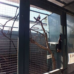 Non-walkthrough Part of Walkthrough Aviary