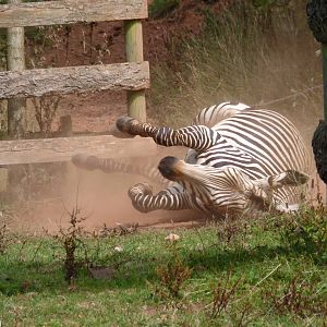 Zebra dust bath, August 2016