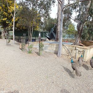 Free-roaming Peafowl and Rabbit Enclosure - Cohunu Koala Park