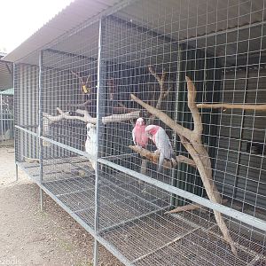 Parrot Aviaries - Cohunu Koala Park