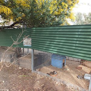 Enclosures with Rabbits and Guinea Pigs for Sale - Cohunu Koala Park