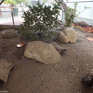 Echidna and Bobtail Enclosure - Cohunu Koala Park