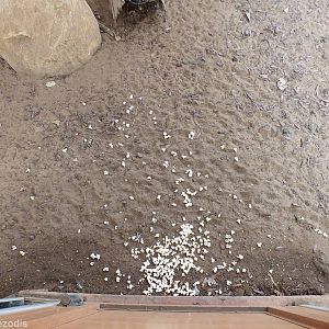 Popcorn in the Echidna Enclosure! - Cohunu Koala Park
