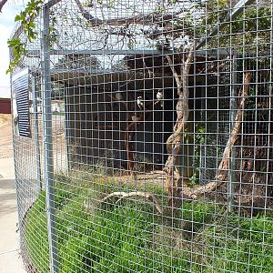 Kookaburra Aviary - Cohunu Koala Park