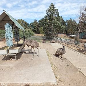 Feeding Area for Free-roamig Emus - Cohunu Koala Park