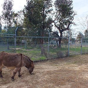 Dingo Enclosure (and free-roaming Donkey) - Cohunu Koala Park