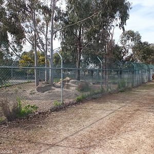 Dingo Enclosure (and free-roaming Donkey) - Cohunu Koala Park