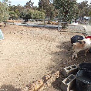 Pig Enclosure (which also had the gate left open) - Cohunu Koala Park
