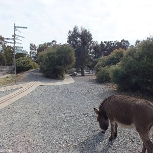 View in the Zoo - Cohunu Koala Park