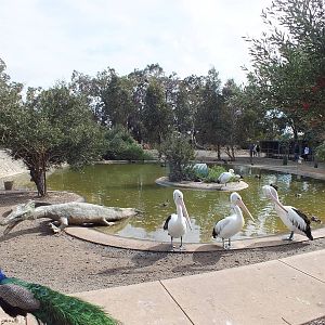Pond for the Free-roaming Pelicans - Cohunu Koala Park