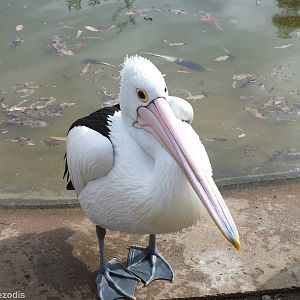 Pelican That Tried to Attack Me - Cohunu Koala Park