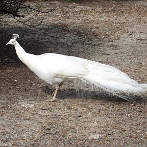 Albino Peacock - Cohunu Koala Park