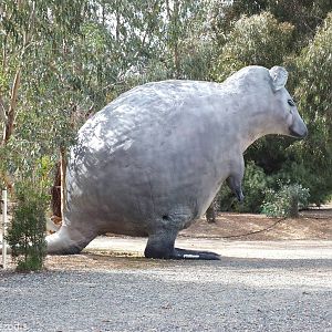 A GIANT QUOKKA!!! - Cohunu Koala Park