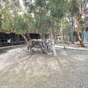 Sabre-toothed Tiger with Parrot Cages Behind - Cohunu Koala Park