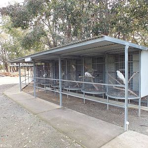 Tiny Cages for ' Talking Parrots' - Cohunu Koala Park