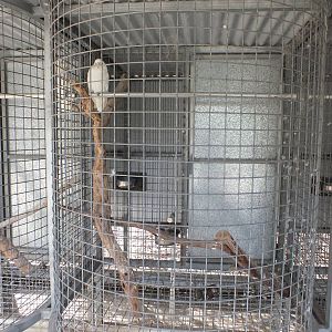 Example Parrot Cage - Cohunu Koala Park