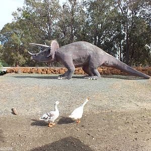 Triceratops and Geese that Also Tried to Attack Me - Cohunu Koala Park