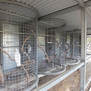 More Tiny Cages with 'Talking Parrots' - Cohunu Koala Park