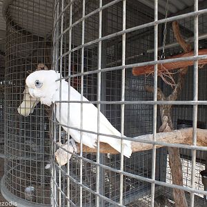 A Friendly Corella (that also bit a child, drawing blood, that came to stro