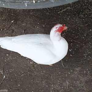 Free-roaming Muscovy Duck Under the Parrot Cages - Cohunu Koala Park