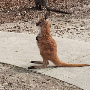 Baby Red Kangaroo - Cohunu Koala Park