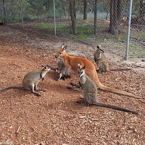 Red Kangaroo and Swamp Wallabies - Cohunu Koala Park