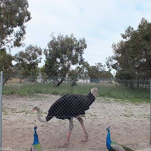 Common Ostrich and Peacocks - Cohunu Koala Park