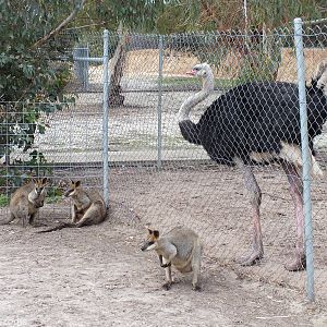 Common Ostrich and Swamp Wallabies - Cohunu Koala Park