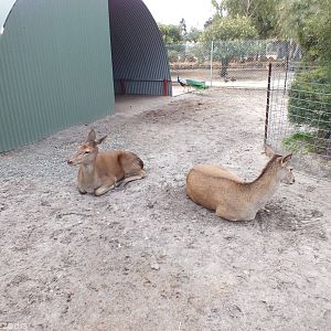 Red Deer - Cohunu Koala Park